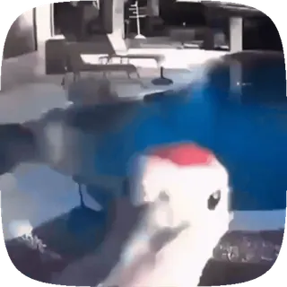 🐦 cf2756a5 whatsapp sticker