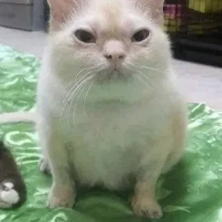 🔪 02dd32a9 猫, 动物, 宠物, 猫科动物 whatsapp sticker