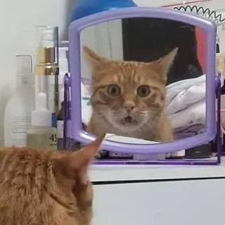 ☠️ 1e07f5e9 猫, 镜子, 反射, 橘猫, 惊讶, 搞笑, 家养动物, 宠物 whatsapp sticker