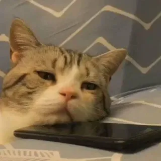 😫 319058b1 猫, 宠物, 动物, 困, 手机, 放松, 猫科 whatsapp sticker