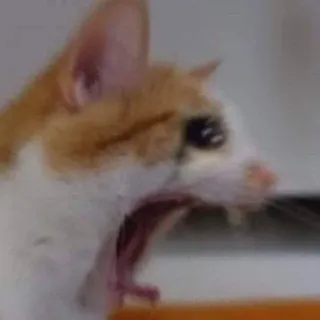 😤 7ebe6e43 猫, 打哈欠, 动物, 宠物, 哺乳动物, 猫科动物 whatsapp sticker