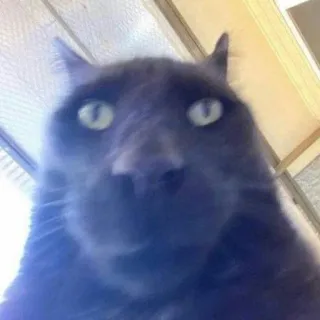 📸 8d0dca4b 猫, 动物, 宠物, 灰猫, 家养动物, 特写, 搞笑, 表情包 whatsapp sticker