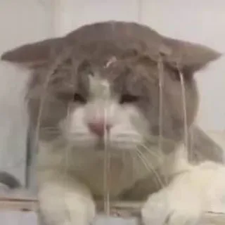 😕 a57601f0 猫, 动物, 宠物, 可爱, 家养, 猫科 whatsapp sticker