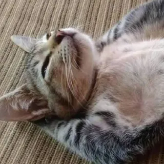 😎 c7e7f8f1 猫, 动物, 宠物, 家猫, 猫科动物, 虎斑猫 whatsapp sticker