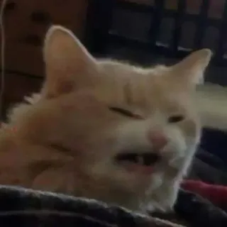 🔪 c9db841b 猫, 搞笑猫, 表情包, 动物, 宠物 whatsapp sticker