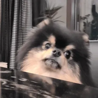 🐶 15fc22a1 pies, szpic miniaturowy, zwierzę domowe, zwierzę, słodki, zwierzę domowe telegram sticker