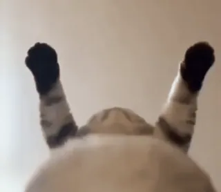 Видеостикеры telegram stickers