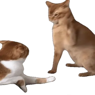 👊 17f58527 кот, животное, питомец, кошачий, котенок telegram sticker