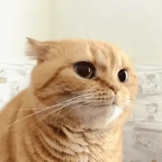 😑 3c33745e кот, животное, питомец, милый, кошачий, рыжий кот, домашний кот telegram sticker