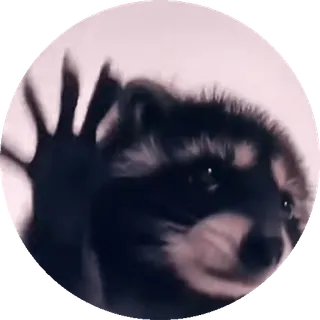 🕺 68f643b5 енот, животное, милый, дикая природа, природа telegram sticker