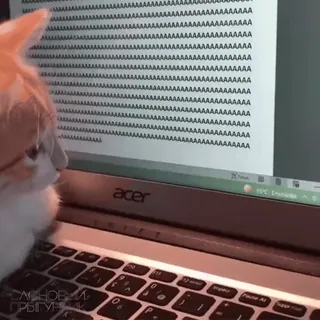 🐱 770442c0 AAAAAAAAAAA
AAAAA
AAAAAAAA
AAAAA
AAAA
AAAAA
AAAAA
AAAAA кот, ноутбук, компьютер, набор текста, смешной, животное telegram sticker