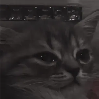 😭 f16b199b кошка, животное, питомец, кошачий, домашнее животное telegram sticker