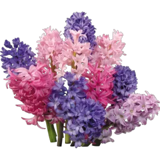 💐 a578e4a6 bunga, hyacinth, musim semi, berbunga, alam, mekar, buket telegram sticker