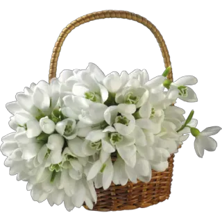 💐 ef586124 bunga, snowdrop, keranjang, musim semi, berbunga, bunga putih, alam, tanaman telegram sticker