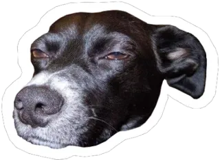 🐶 79d2aaa5 dog, pet, animal, funny, meme, portrait telegram sticker