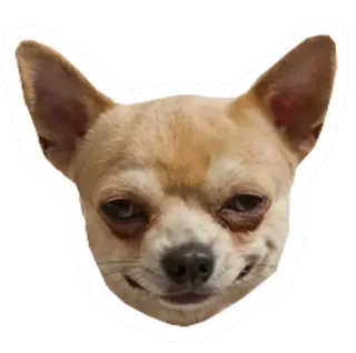 🐶 871597aa dog, chihuahua, animal, pet, portrait, meme telegram sticker