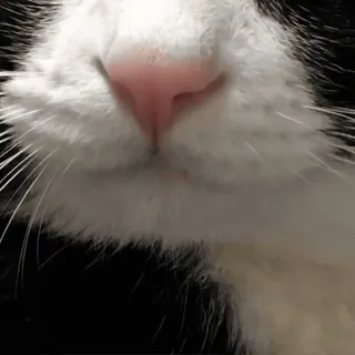 @cgifs Котогифки telegram stickers