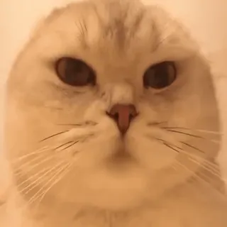 😳 1b77a50f gato, lindo, animal, doméstico, mascota telegram sticker