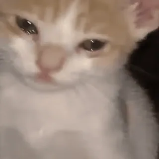 🥺 1f5b97b1 gato, gatito, mascota, animal, lindo telegram sticker