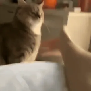 😊 2eed8c90 gato, animal, mascota, doméstico, lindo telegram sticker