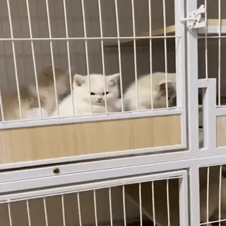 🥺 30682c91 gato, lindo, gatito, animales, mascota telegram sticker