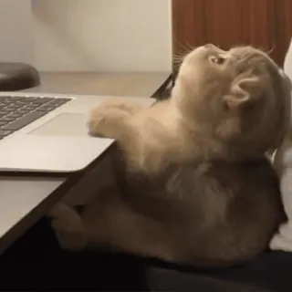 ☺️ 35916b3c gato, portátil, escritorio, lindo, animal, escribiendo telegram sticker