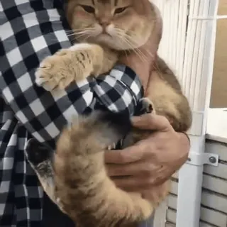 😊 60100f72 gato, animal, mascota, lindo, sosteniendo, franela, camisa telegram sticker