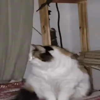 ☺️ 62385307 gato, animal, mascota, doméstico, calicó telegram sticker