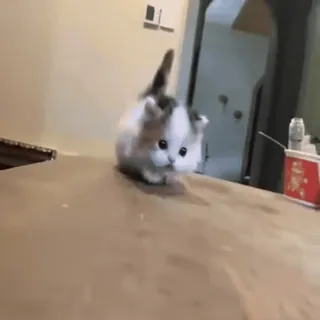 ❤️ 6cd41c57 gatito, gato, lindo, esponjoso, animal telegram sticker