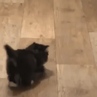 ❤️ 6fa2e261 gato, gatito, animal, mascota, lindo, negro, caminando telegram sticker