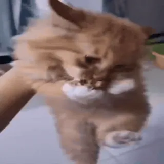 @cgifs Котогифки telegram stickers