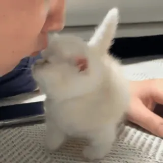 @cgifs Котогифки telegram stickers