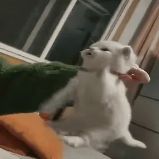 🥺 9395d010 gato, gatito, blanco, mascota, animal, lindo telegram sticker