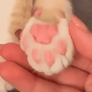 ❤️ a561025d gato, pata, almohadillas, lindo, animal telegram sticker