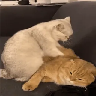 @cgifs Котогифки telegram stickers