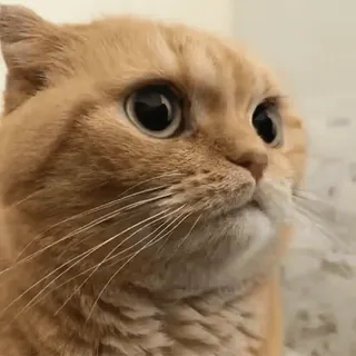 😾 0ddf5228 chat, animal, animal de compagnie, mignon, chaton whatsapp sticker