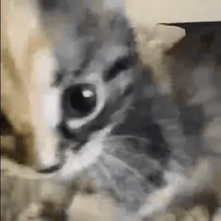 😳 1301283c chat, chaton, animal, mignon, animal de compagnie whatsapp sticker