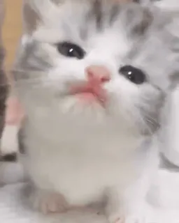 👅 3c5f0b9a chaton, mignon, bébé animal, chat, adorable, animal de compagnie, animal domestique whatsapp sticker