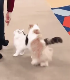 🤩 4b03294c chat, drôle, animal, mignon whatsapp sticker