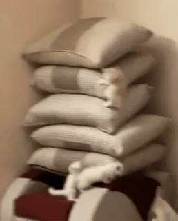 🐈 4dae1491 chatons, coussins, chats, mignon, animaux whatsapp sticker