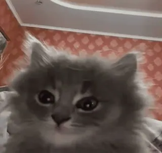 😶 b2bb252b chat, animal de compagnie, animal, doux, gris, mignon, chaton whatsapp sticker