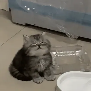 😴 d2639599 chat, chaton, mignon, animal de compagnie, animal, doux whatsapp sticker