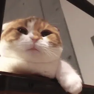 🥱 f46d5b23 chat, animal de compagnie, animal, chat domestique, félin, scottish fold whatsapp sticker