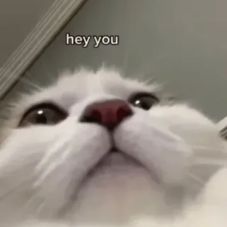 🗿 123a85f9 hey you mèo, meme, thú cưng, động vật telegram sticker