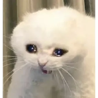 🗿 25a80cbf mèo, buồn, khóc, meme, động vật, thú cưng telegram sticker