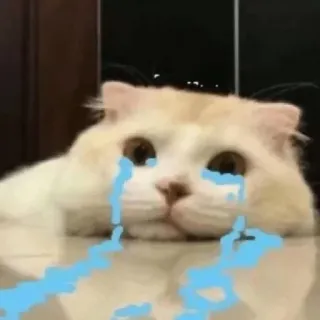 🗿 26b6892b mèo, khóc, buồn, nước mắt, động vật, thú cưng, mèo telegram sticker