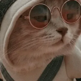 🗿 657fa98f mèo, kính râm, động vật, thú cưng, áo hoodie, dễ thương telegram sticker
