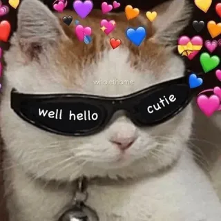 🗿 66c09f49 well hello cutie mèo, kính râm, trái tim, dễ thương, vui nhộn, meme, xin chào, cưng telegram sticker