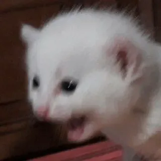 🗿 760a18aa mèo con, mèo, trắng, động vật, dễ thương, thú cưng telegram sticker