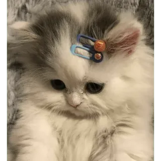 🗿 920a713e mèo con, mèo, thú cưng, dễ thương, động vật, mềm mại, mèo nhà telegram sticker